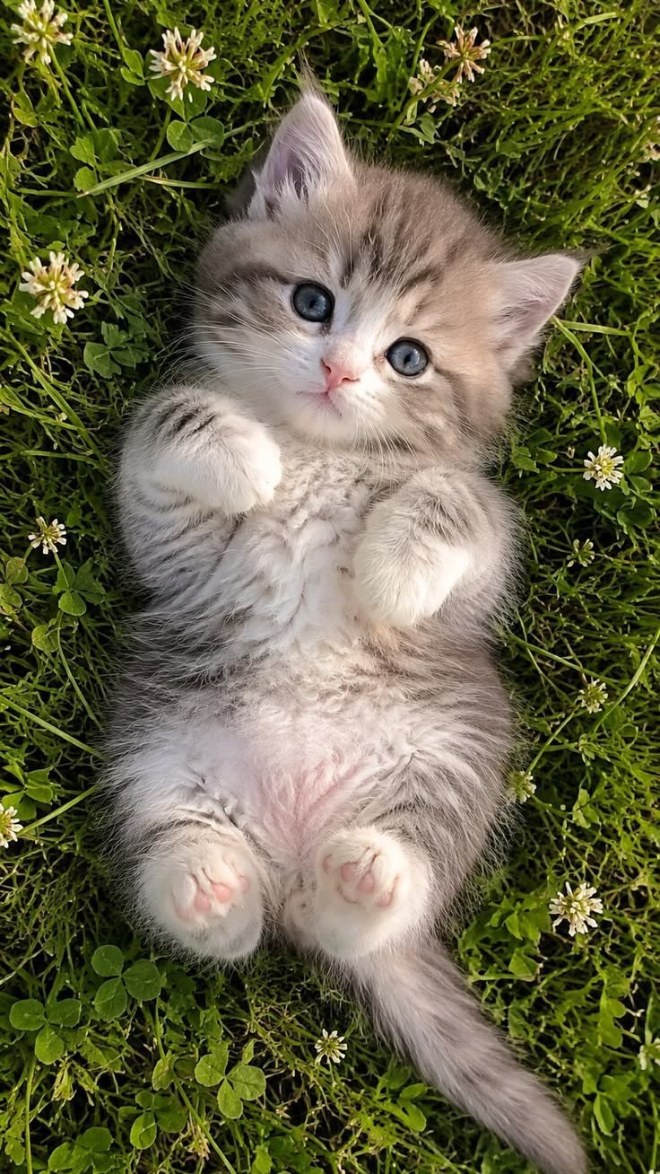 Cats